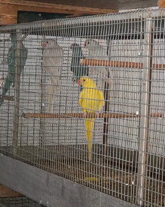 Parrocchetti dal collare