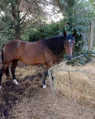 Cavallo
