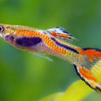 Guppy Endler