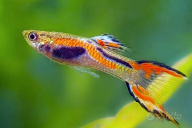 Guppy Endler