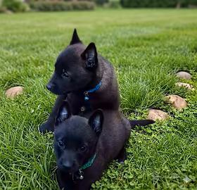 Pastore belga malinois