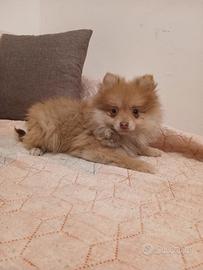 Spitz tedesco fenotipici