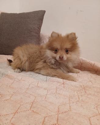 Spitz tedesco fenotipici