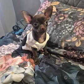 Gennarino mini chihuahua