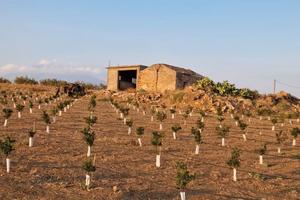 Paterno'- avviata azienda agricola id: pa001va