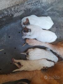 cuccioli di Australian cattle dog 