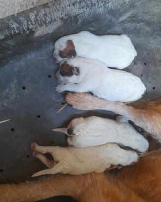 cuccioli di Australian cattle dog 