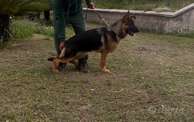Cane pastore tedesco