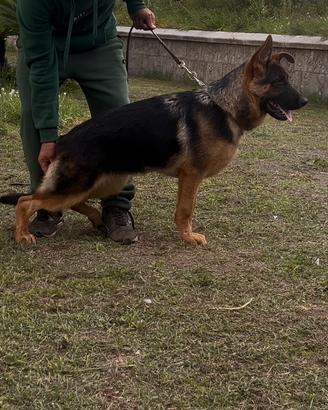 Cane pastore tedesco