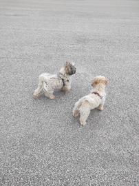 Coppia di Shitzu di un anno e mezzo