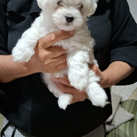 Maltese