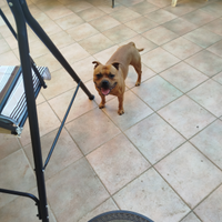 Staffordshire per accoppiamento