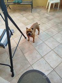 Staffordshire per accoppiamento