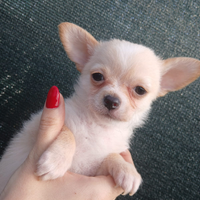 Chihuahua maschio