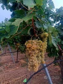 Terreno 12000 mq "Trebbiano"