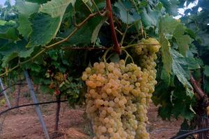 Terreno 12000 mq "Trebbiano"