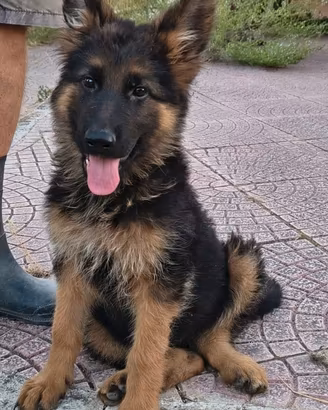 Pastore Tedesco cuccioli di 90 giorni con Pedigree