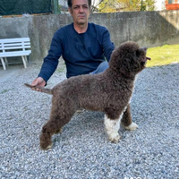 Lagotto Romagnolo