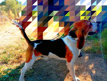 Cuccioli di Beagle