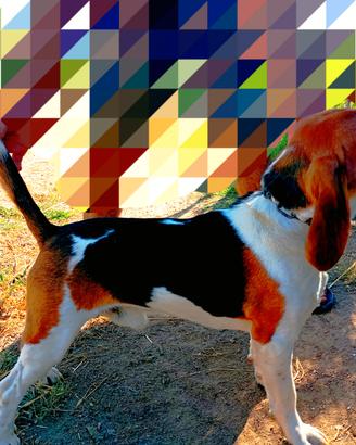 Cuccioli di Beagle