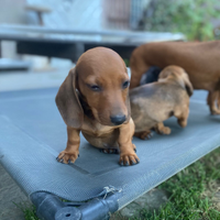 Cuccioli di bassotto pelo raso