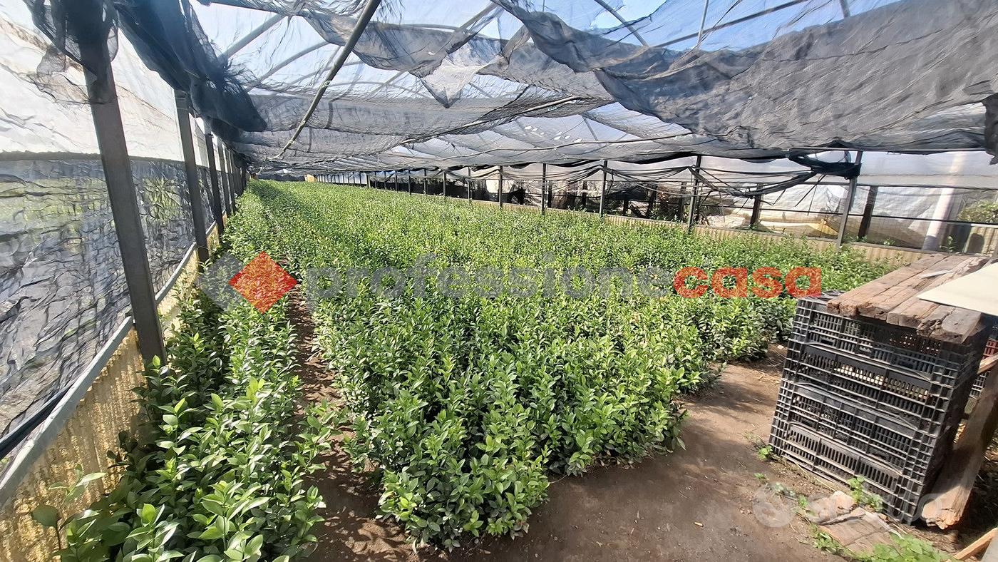 Terreno Agricolo Pompei [Cod. rif 3310779VRG] - Vista 5