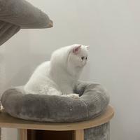 Gatto persiano bianco pedigree ANFI