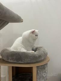 Gatto persiano bianco pedigree ANFI