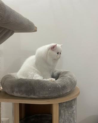 Gatto persiano bianco pedigree ANFI