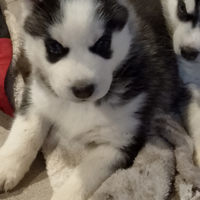 Siberian husky cucciolo
