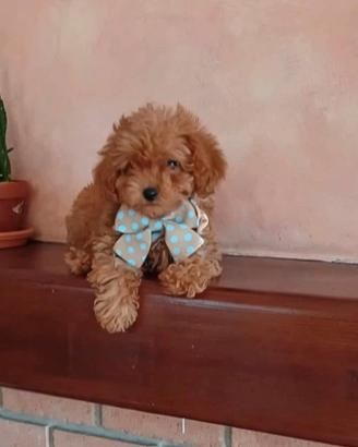 Barboncino mini toy
