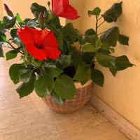 Vaso vimini/porcellana