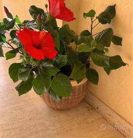 Vaso vimini/porcellana