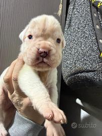 Cuccioli di boxer bianco