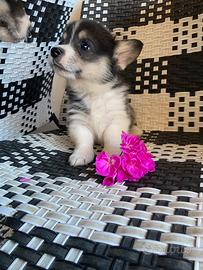 Corgi Pembroke