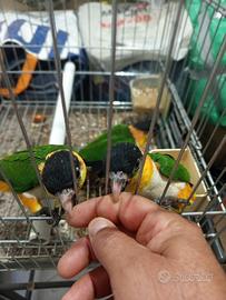 Caicchi testa nera