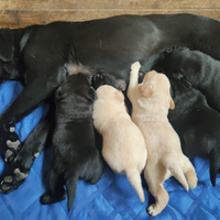 Cuccioli di labrador retriever