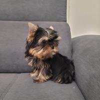 Yorkshire Terrier
