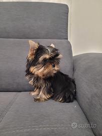 Yorkshire Terrier