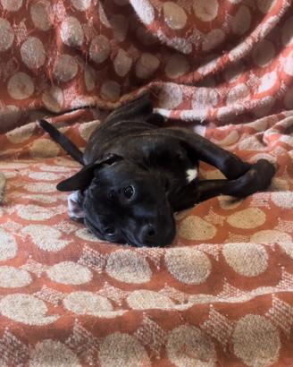 Staffordshire bull terrier