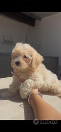 Maltipoo