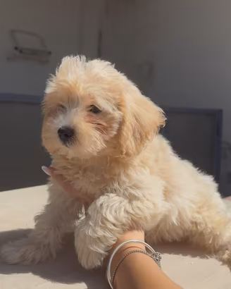 Maltipoo