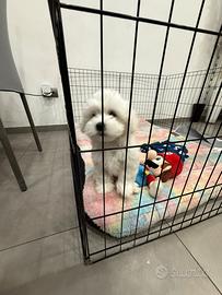 Cucciolo maltese