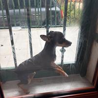 Pincher femmina di 5 mesi