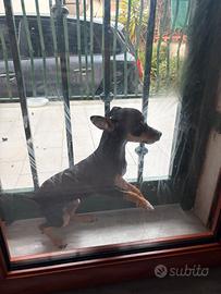 Pincher femmina di 5 mesi