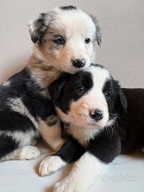 Cuccioli Border Collie