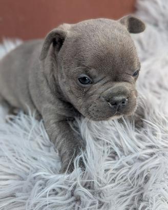 Bulldog francesi blu esotic