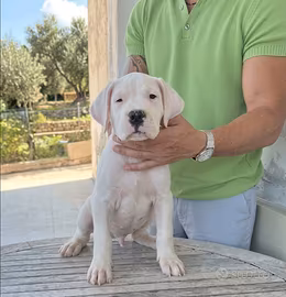 Cuccioli Dogo Argentino