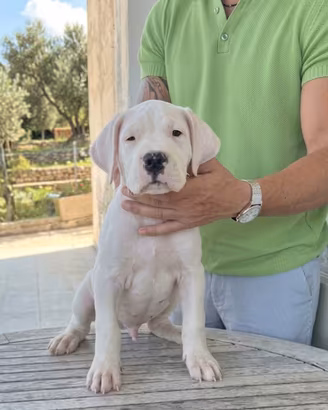 Cuccioli Dogo Argentino
