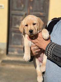 Cuccioli di Labrador con pedegree